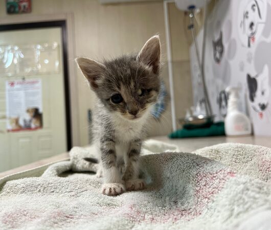Шефлера