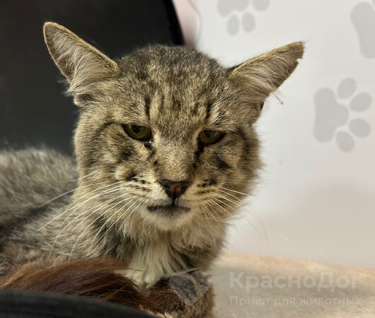 Бензин