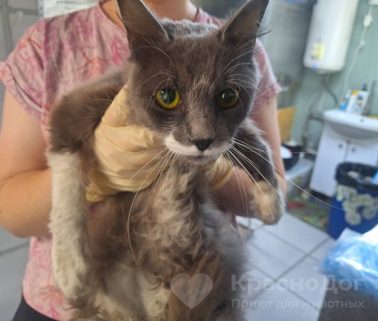 Пушик