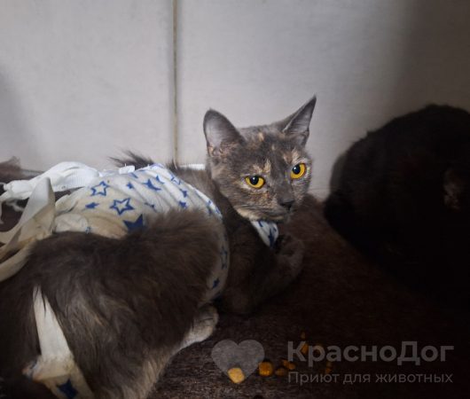 Тарталетка