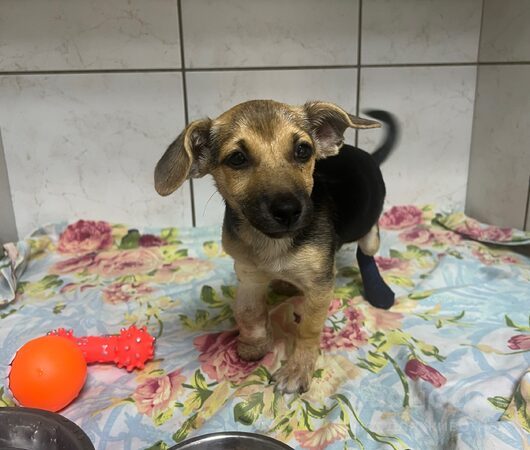 Ливи