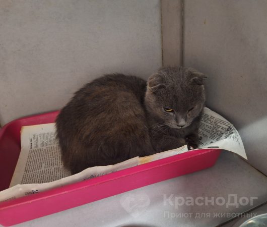 Азизе