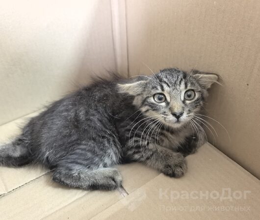 Минотавр