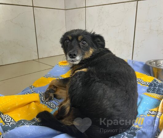 Капот