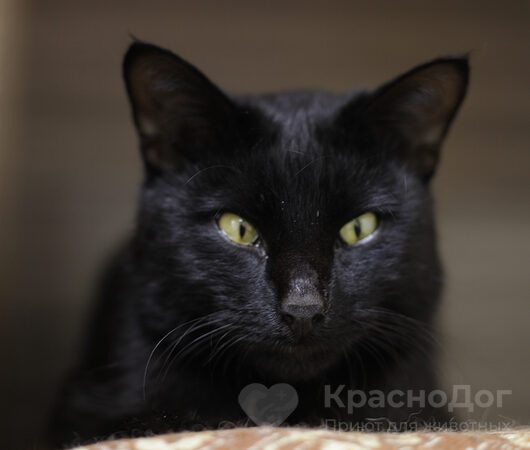 Вамп