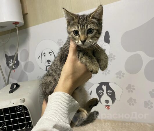 Фетр