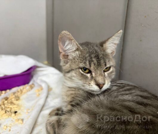 Эраклион