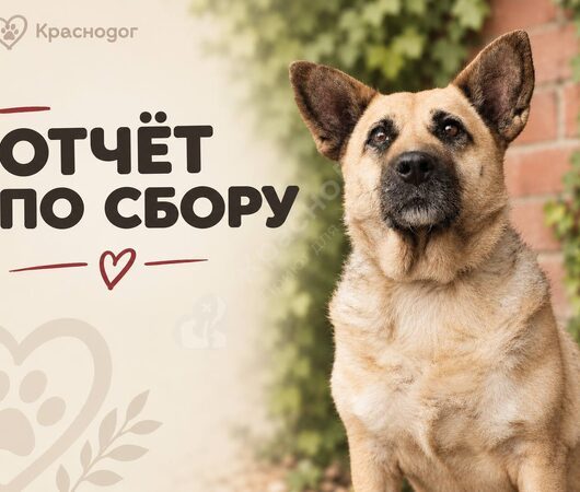 Отчет по сбору!