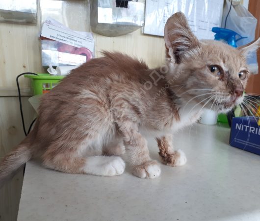 Костик