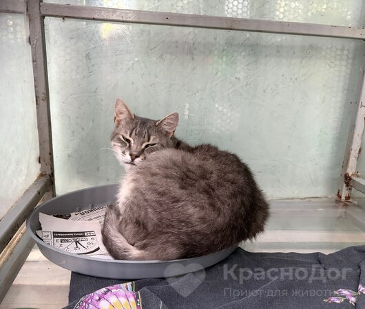 Микки