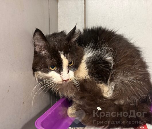 Карабас-Барабас