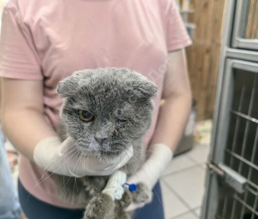 Алиска