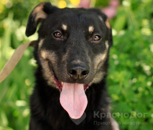 Пловчик
