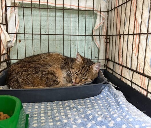 Флейта