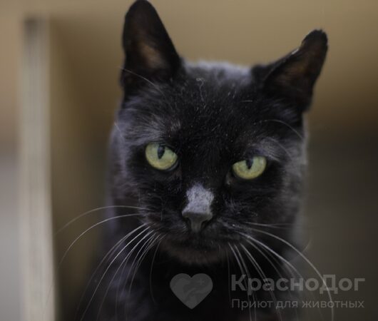 Люцик