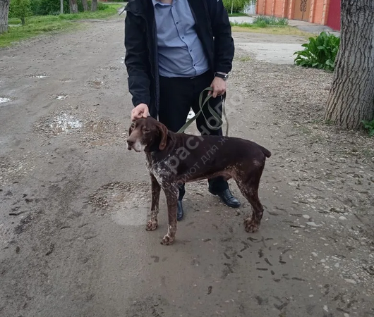 Харди